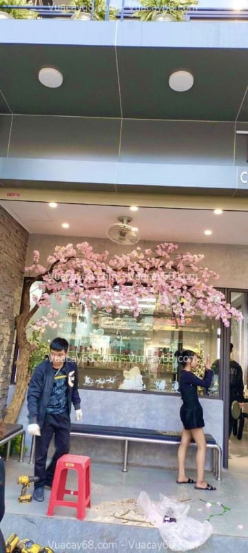 Cây hoa anh đào giả quận 8 HCM