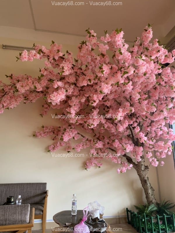 Cây hoa anh đào giả Quảng Ninh