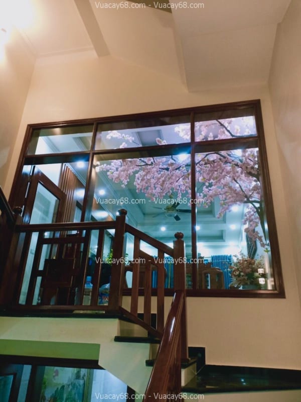 cây hoa anh đào giả tán lệch quận 1