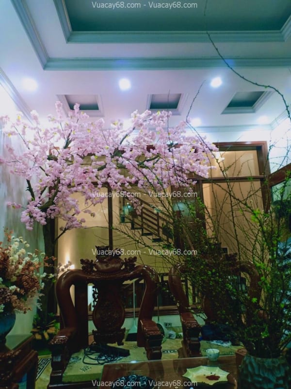 cây hoa anh đào giả tán lệch quận 1