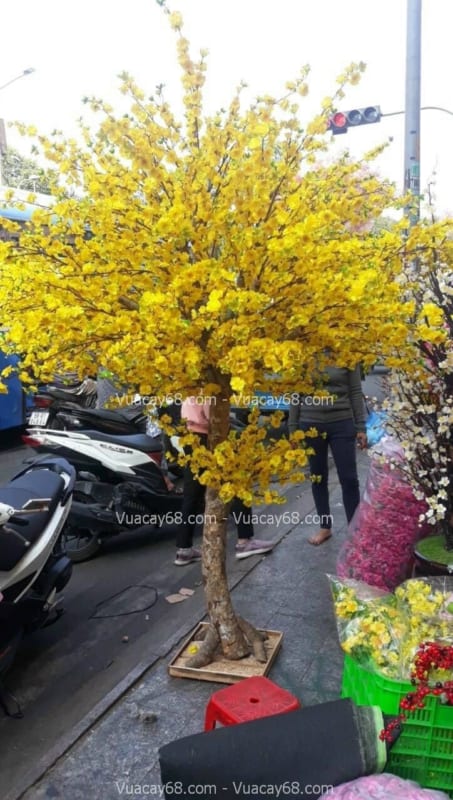 cây hoa mai vàng giả cao 2m7