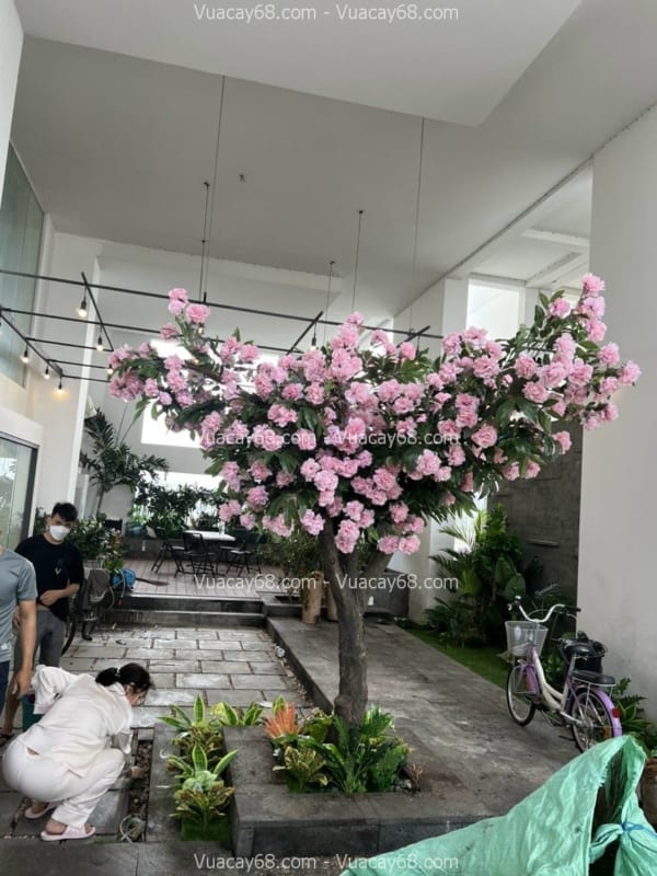 cây hoa mẫu đơn giả đẹp