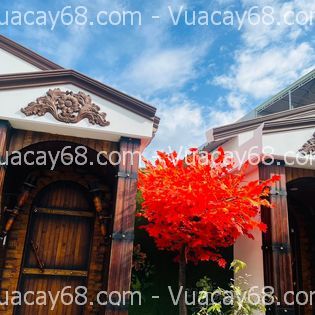 Cây phong giả quận 10 HCM Cây phong giả quận 10 HCM
