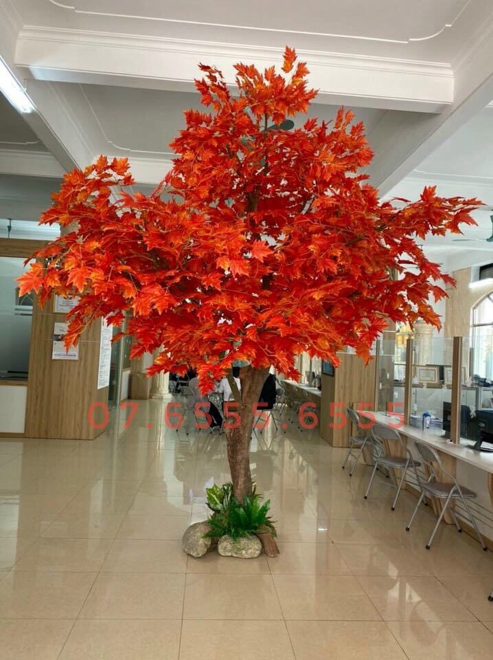cay-phong-gia-quan-12-hcm-