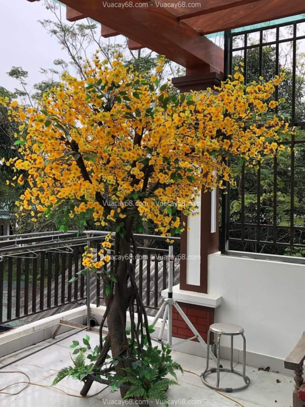 Cho thuê cây mai giả Hà Nội Cho thuê cây mai giả Hà Nội