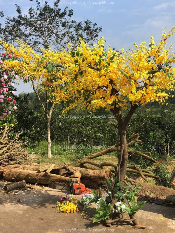 Cho thuê cây mai giả Hà Nội Cho thuê cây mai giả Hà Nội