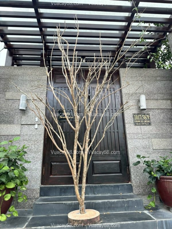 Decor cây khô giả giá rẻ Decor cây khô giả giá rẻ