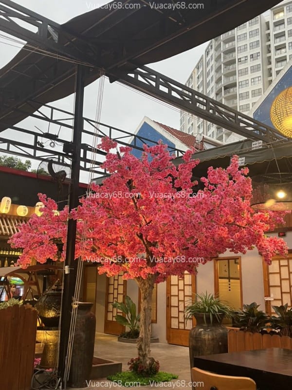 Cây hoa anh đào giả Nha Trang