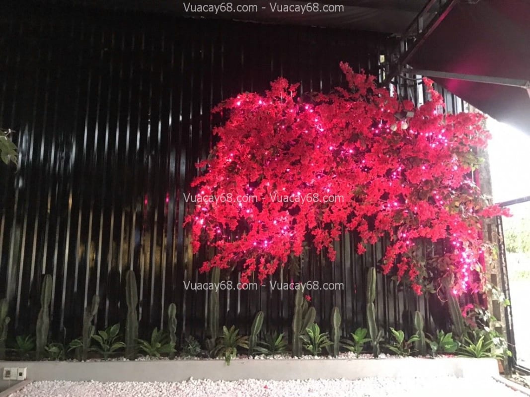 Cây hoa anh đào giả Nha Trang