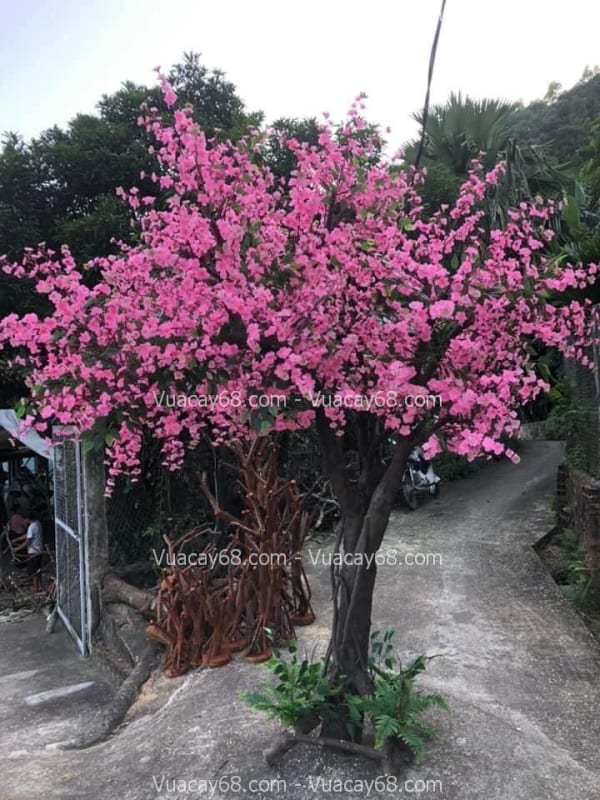 Cây hoa anh đào giả tại Cần Thơ