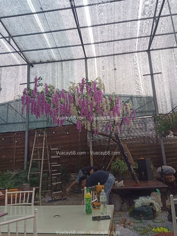 Cây hoa tử đằng giả Vũng Tàu