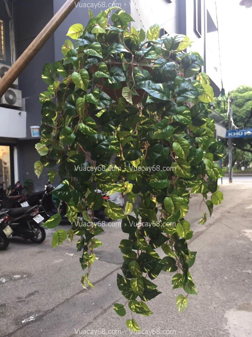 Cây Rủ Giả Quận 1 HCM - Thi Công Cho Thuê Cây Giả Đẹp.