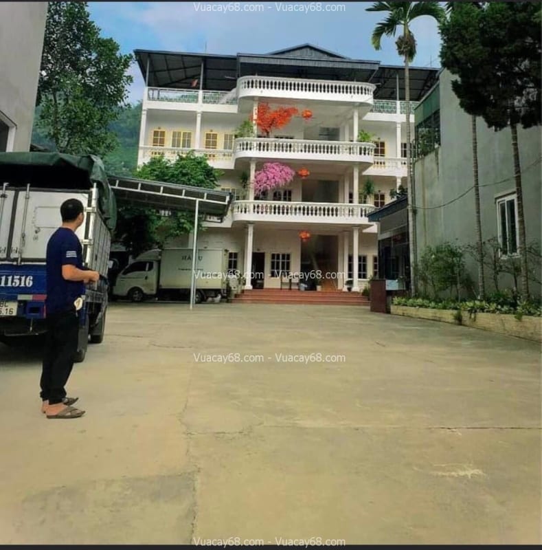 Cây cổ thụ giả trang trí Cây cổ thụ giả trang trí