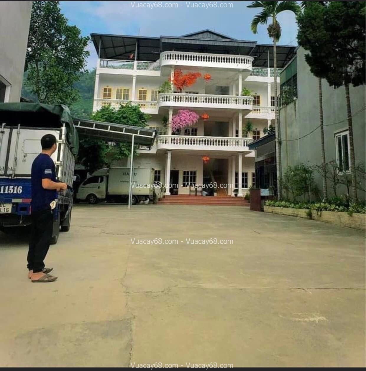 Cây cổ thụ giả trang trí