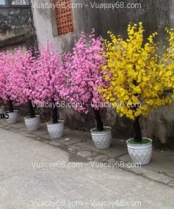 cay hoa anh dao gia cao