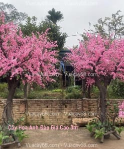 cay hoa anh dao gia cao 3m