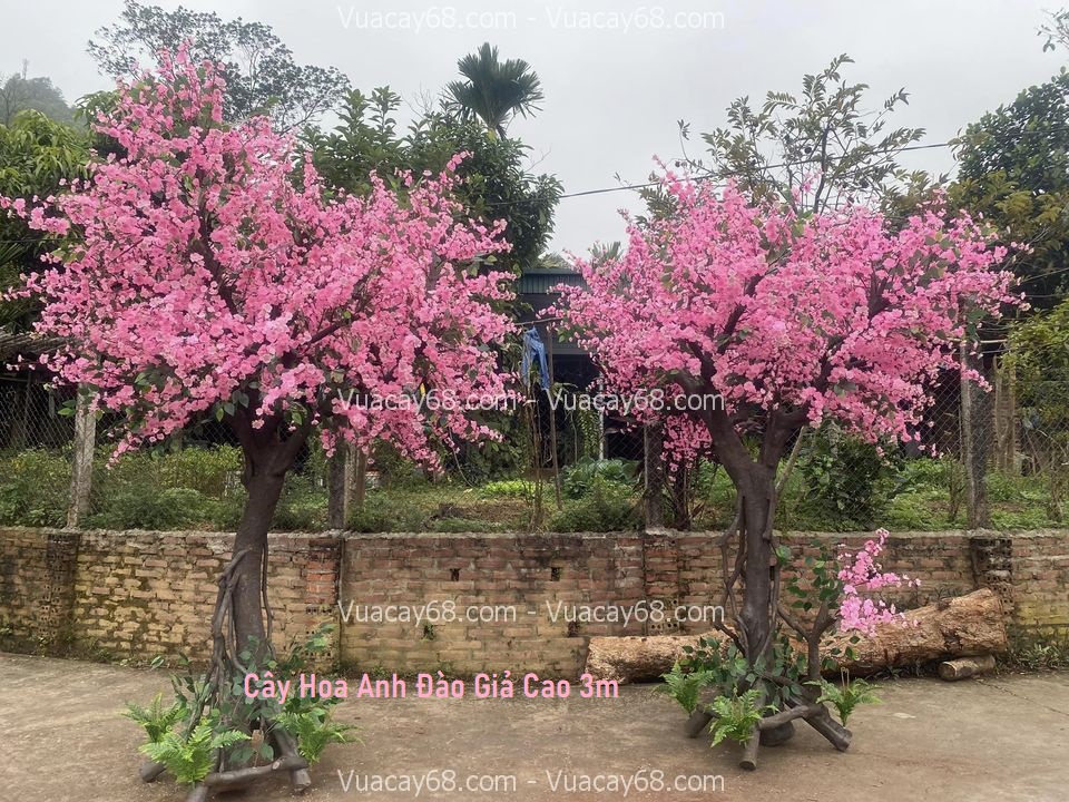 cay hoa anh dao gia cao 3m cay hoa anh dao gia cao 3m