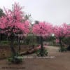 cây hoa anh đào giả cao 3m5