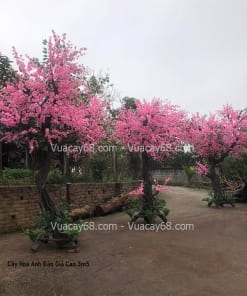 cây hoa anh đào giả cao 3m5