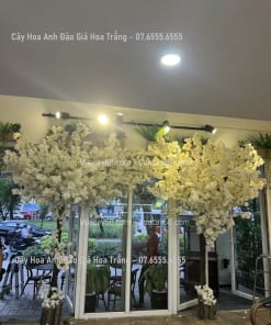 cay hoa anh dao gia hoa trang