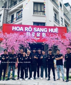 cay hoa anh dao gia trang tri cua hang
