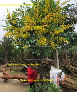 cay hoa mai vang gia