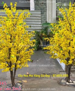 cay hoa mai vang gia dep