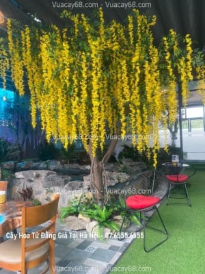 cay hoa tu dang gia tai Ha Noi