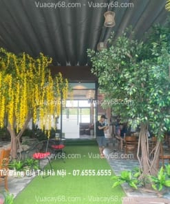 cay hoa tu dang gia tai Ha Noi