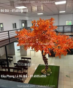 cay phong la do gia