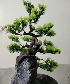 cay tung gia bonsai