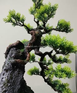 cay tung gia bonsai