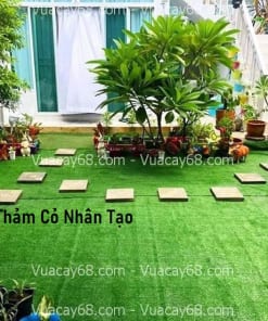 thi cong tham co nhan tao