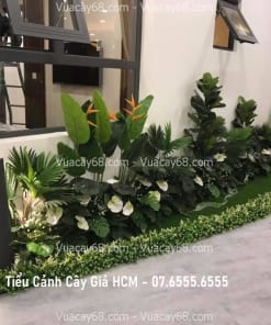 tieu canh cay gia tphcm