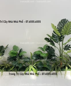 trang tri cay nha pho